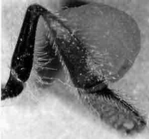d Fig.25 Forma granulelor de polen (după CÂRNU şi ROMAN, 1986): a dovleac; b sparcetă; c floarea-soarelui; d rapiţă sălbatică Fig.