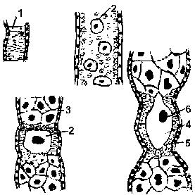 Fig. 31 Ovogeneza la albine (după SNODGRASS): 1 oogonii; 2 oocite; 3 celule nutritive; 4 ovocite; 5 foliculi; 6 - nucleu Spermatogeneza se desfăşoară în cele circa 200 tuburi seminifere (testiole)