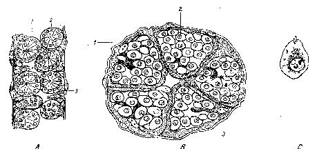 32 Spermatogeneza (după BARAC şi colab,1965) A secţiune longitudinală prin tubul spermogen: 1 spermatogonie; spermatocit; 3 celulă foliculară; 4 epiteliul tubului spermogen; B - secţiune transversală
