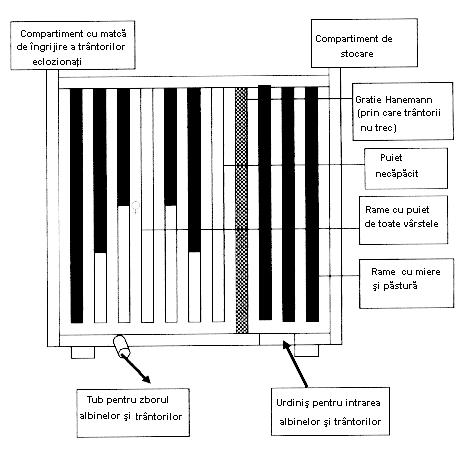 Fig.44 Însămânţarea artificială a mătcii (JOSEPH şi colab.