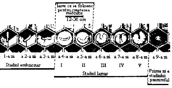 Fig. 47 Componenţa familiei de albine (Apis mellifica) (după LOUVEAUX, 1987) 1 matcă; 2 - albină lucrătoare; 3 trântor. Stadiul de dezvoltare embrionar durează la toate cele trei caste 3 zile.