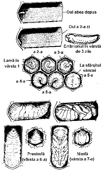 A secţiune longitudinală prin ou; B separarea celulelor din ou ca urmare a diviziunii repetate a nucleului; C formarea blastodermului prin separarea celulelor corticale; D blastoderm diferenţiat în