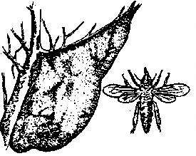Fig. 1 Albina indiană uriaşă Albina pitică galbenă (Apis florea F.) (fig. 2) este răspândită în aceeaşi zonă cu albina uriaşă.