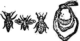Lungimea limbii este redusă, măsurând circa 3,4 mm. Fig. 2 Albina pitică galbenă Cuibul este alcătuit dintr-un fagure lung de 20-26 cm şi lat de 20 cm, fixat pe o ramură orizontală.