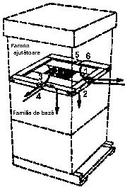 La terminarea culesului, familia ajutătoare se poate reface pe seama nucleului, întărit cu faguri cu puiet de la familia de bază.