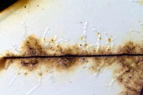 1 التآكل الجوي Corrosion( :)Atmospheric التآكؿ الجوي ىو تدىور و تدمير المواد المعدنية وىياكميا بسبب التفاعؿ مع الغالؼ الجوي لألرض.