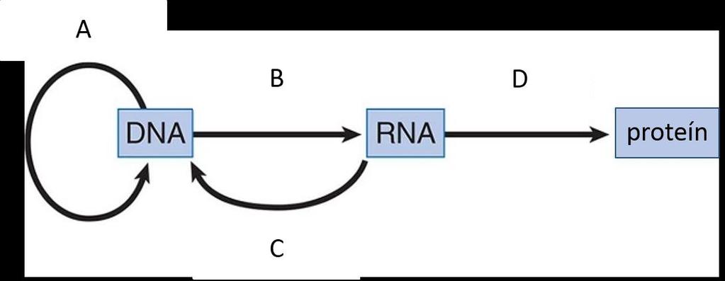 C. Substitúcia nukleotidu v promótorovej oblasti. D. Spojenie rôznych časti chromozómu pri dvojvláknových zlomoch DNA. 27. Tomáš bol na genetickom vyšetrení kosáčikovitej anémie.