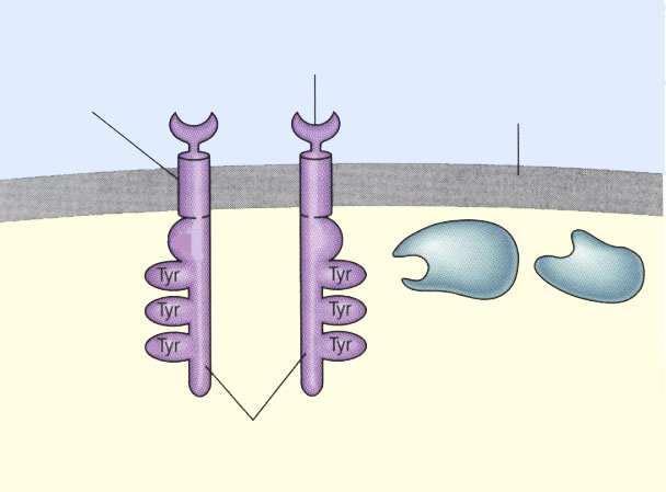 Receptor-enzim npr.