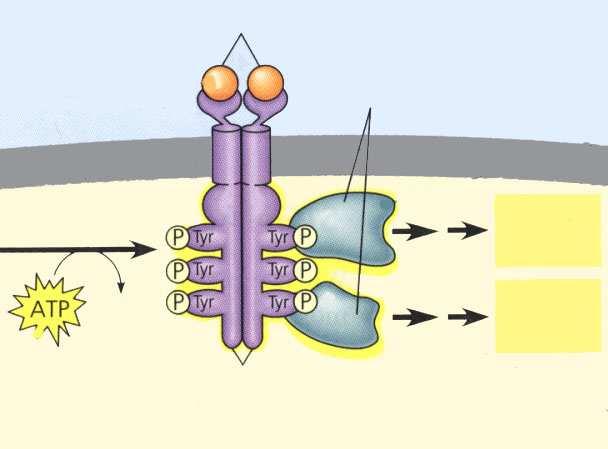 membrana Signal Tirozin kinaza receptor protein (inaktivni