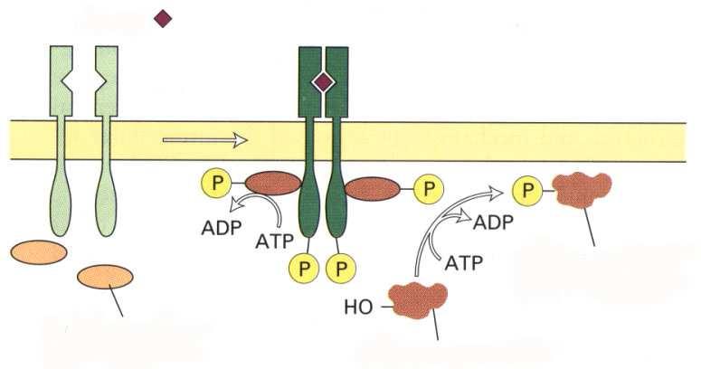 Receptori vezani za tirozin kinazu npr.