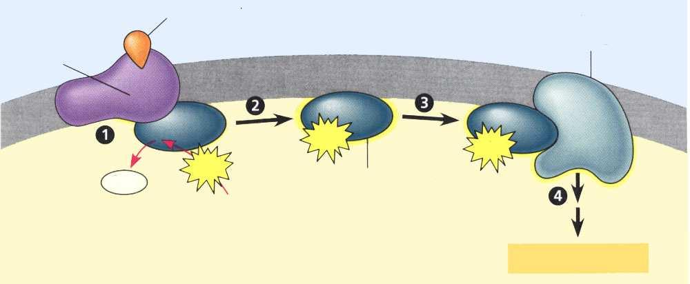 receptor Signal Aktiviran enzim Adenilat ciklaza