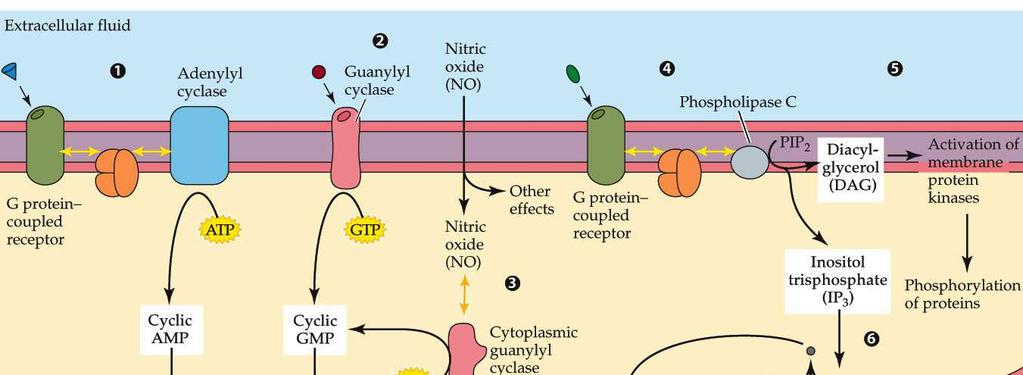 Drugi glasnik Ciklični nukleotidi camp & cgmp Cilj: protein kinaze Diacilglicerol (DAG) & IP 3 DAG Protein kinaza C (u membrani) IP 3 Ca 2+ (endoplazmatični retikulum) Kalcijum (Ca 2+ ) Cilj: