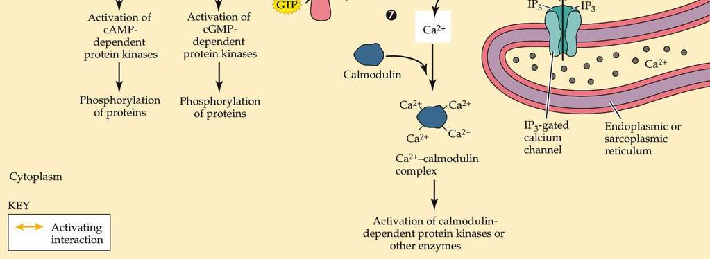 Protein kuplovani receptor NO Drugi efekti G-Protein kuplovani receptor DAG membr.