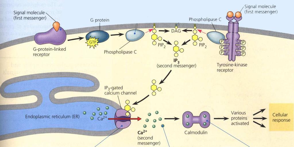 Signalna molekula Prvi glasnik G protein Fosfolipaza C Signalna molekula Prvi glasnik G-protein receptor Fosfolipaza C Drugi glasnik Tirozin-kinaza receptor IP 3 kalcijum kanal Endoplazmatični