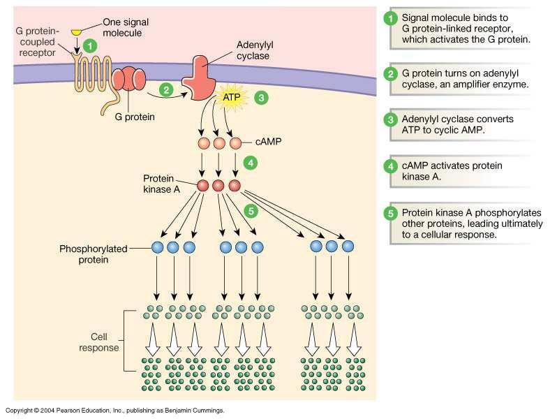adenil ciklazu, enzim pojačivač G-protein Proteinkinaza A 3 Adenil ciklaza konvertuje