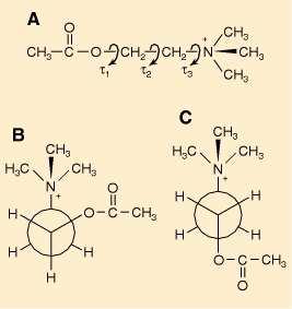 Izomerija: konformaciona Estarska grupa Etilenski most Kvaternerna amonijum grupa Acetilholin 120 80 (torzioni ugao ravni estra i N + ) Rigidni analozi acetilholina O Me C O 2 NMe 3