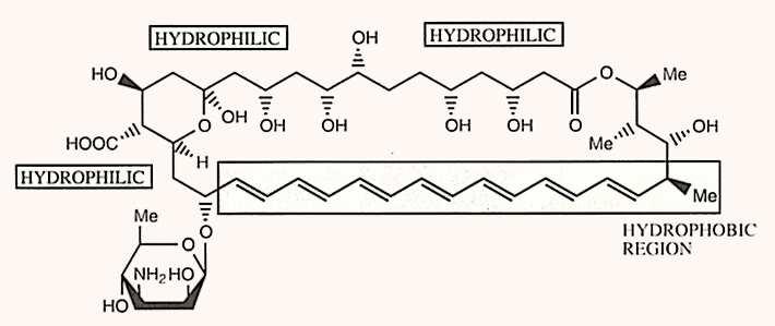 Primer 2: amfotericin B