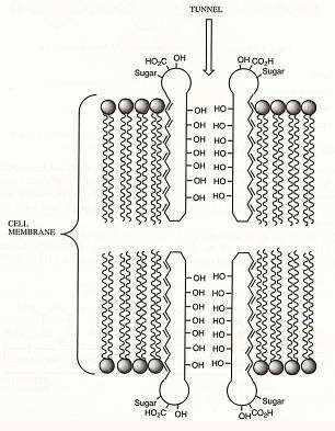 IDROFOBNI Amfotericin B