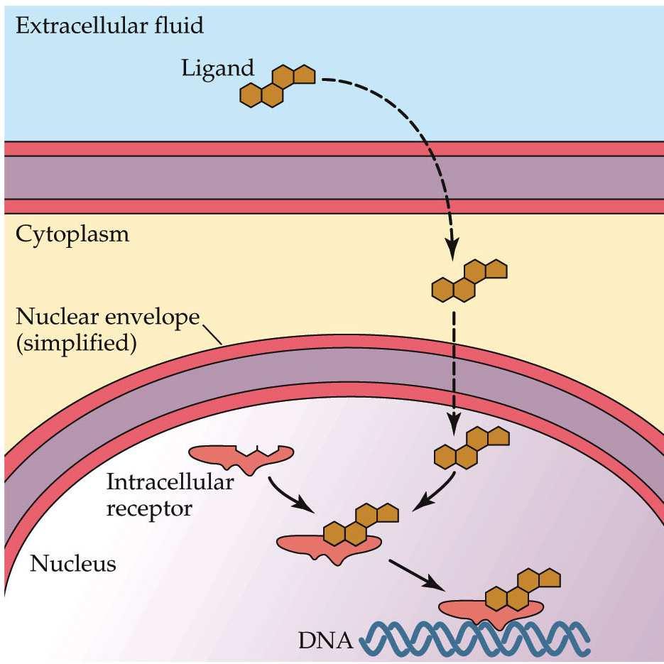 INTRACELULARNI RECEPTORI -citozolni -jedarni Ektracelularna tečnost Citoplazma Omotač jedra Jedro Intracelularni receptor idrofobna jedinjenja Ne mogu se deponovati u ćeliji Sintetišu se po potrebi