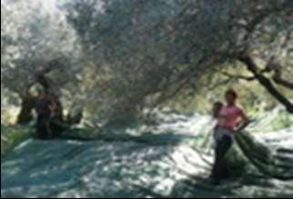 Η τυπική σειρά όταν φτάσουμε στο ελαιώνα είναι: Να στρώσουμε πρώτα τα σεντόνια