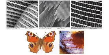 na sklenenom strope 10. Mechanizmus priľnavosti bol publikovaný vo svetoznámom časopise Nature. Z aspektu nanotechnólogie je tu podstatné sčítavanie veľkého množstva malých účinkov.