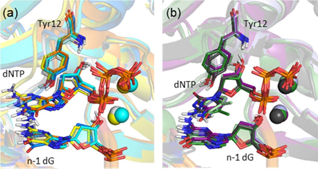 S1 of S25 Supplementry Mterils: Computtionl Evlution of Nucleotide Insertion Opposite Expnded nd Widened Dy the Trnslesion Synthesis Polymerse Dpo4 Lur Albrecht, Ktie A. Wilson nd Stcey D.