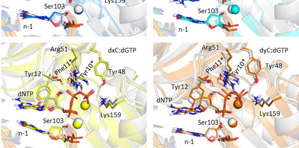 modified pyrimidines nd dt (white), highlighting the interctions with the dntp.