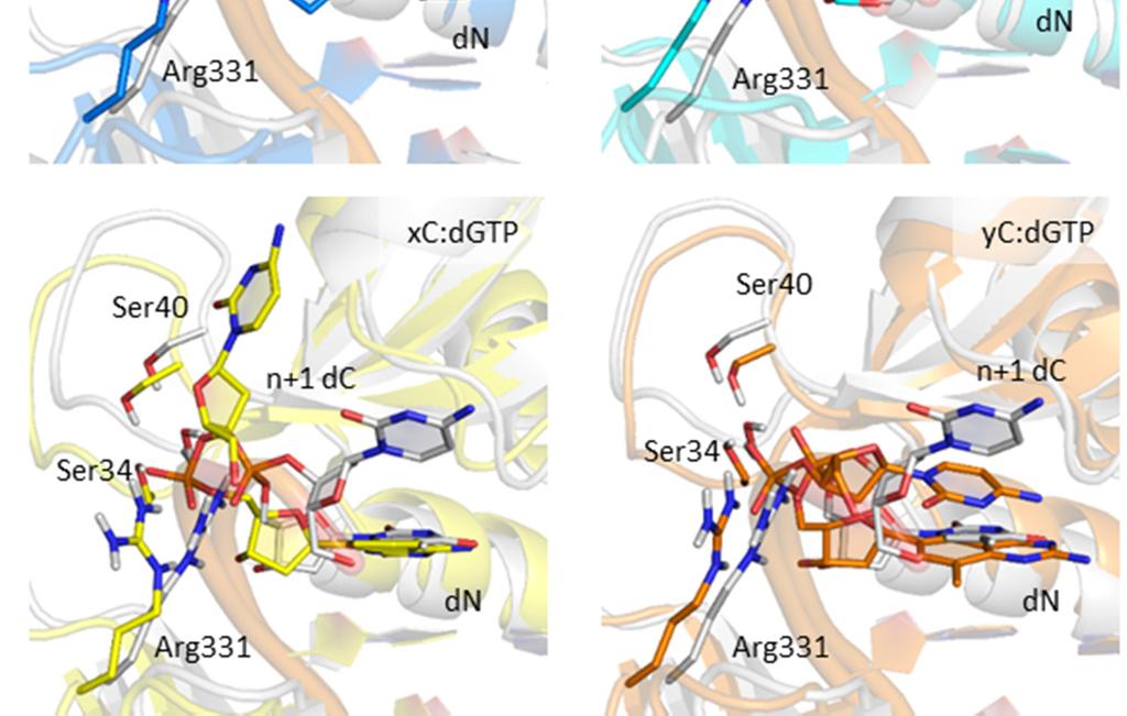 complex for the repliction of () modified purines nd dg