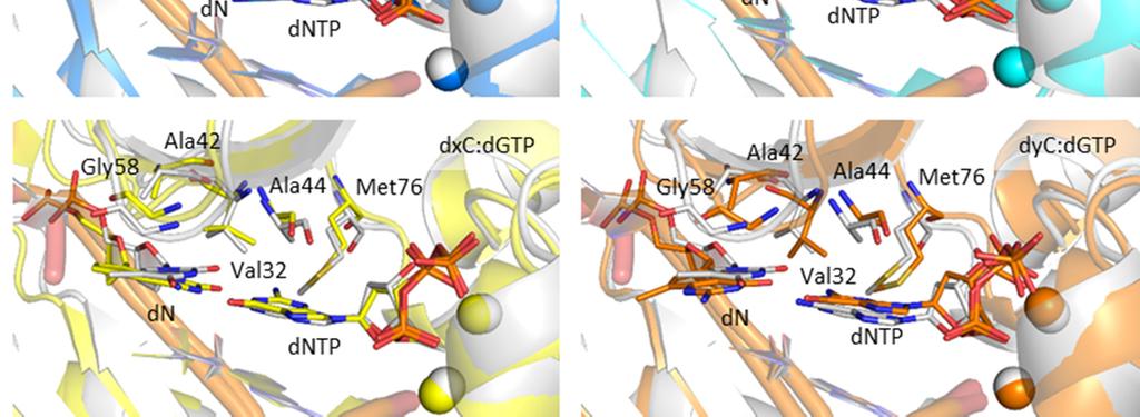 complex for the repliction of () modified purines nd dg (blck)