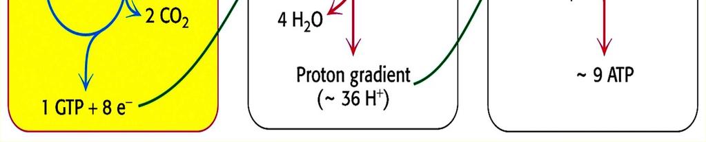 ATP (GTP)