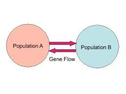 Ροή γονιδίων Η ροή γονιδίων κινεί τα αλληλόμορφα γονίδια μεταξύ των πληθυσμών μέσω της διασταύρωσης καθώς επίσης και από τη μετανάστευση των ατόμων αναπαραγωγής.
