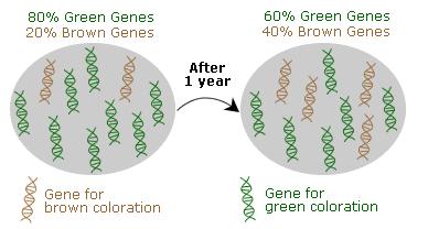 Ανίχνευση της μικροεξελικτικής αλλαγής Έχουμε καθορίσει ως μικροεξέλιξη την αλλαγή στη συχνότητα γονιδίων σε έναν πληθυσμό και ως πληθυσμό την ομάδα οργανισμών που μοιράζονται μια κοινή δεξαμενή