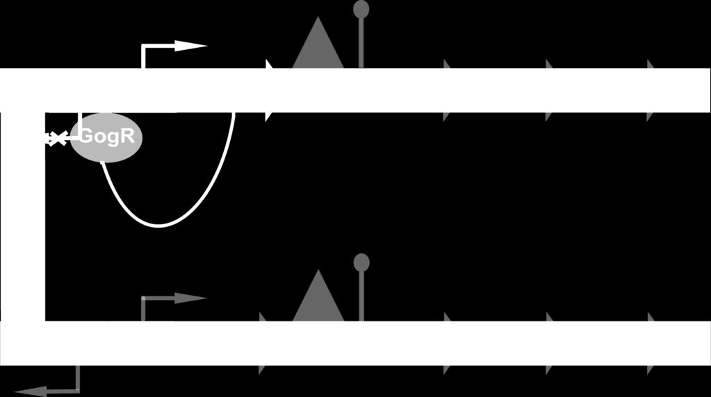 Slika 3: Divergentna promotorja iz gifsy 1 in gifsy 2 fage sta osvetljena. Divergentna promotorja iz gifly 1 sta pr1 in prm1, iz gifsy 2 pa pr2 in prm2.