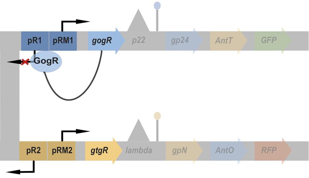 Šibkejša prm1 in prm2 sta ključna/osnovna promoterja in zato bosta tam konstantno izražena GogR in GtgR. Izražanje (izhod) GogR in GtgR bo rezultat represiranja pr1 in pr2.