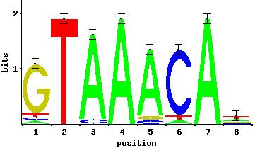 Technológia: microarray zname DNA vzorka 1 vzorka 2 + gen 1 gen 2 gen 3 komplementarna DNA hybridizuje oscanuj intenzitu Meranie množstva mrna prítomnej v bunke pre veľa génov naraz.