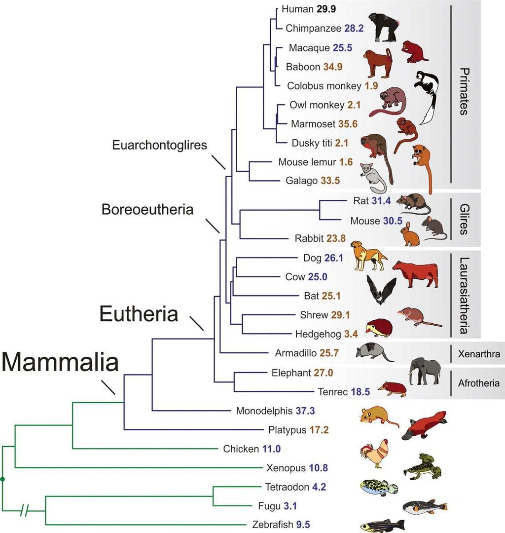 Evolúcia Vznik nových druhov (speciation): Po rozdelení populácie na viacero oddelených častí nedochádza k výmene genetického materiálu.
