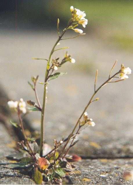 Modelové organizmy Arabidopsis thaliana: malá kvitnúca rastlina, 6-týždňový životný cyklus. Skúmanie javov špecifických pre rastliny. Caenorhabditis elegans: malý červ, nematód, žijúci v pôde.