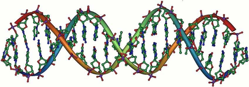 DNA, chromozómy DNA: dve komplementárne vlákna, strands (páry A-T, C-G), v opačnej orientácii (konce sa nazývajú 5 a 3 ). Napr. ACCATG je komplementárny s CATGGT.
