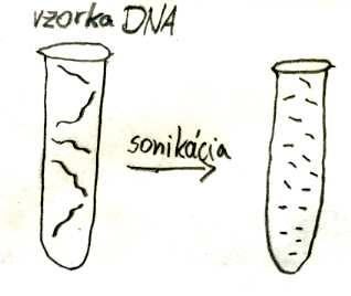 Technológia: sekvenovanie DNA Postup na zisťovanie poradia báz v chromozómoch genómu.