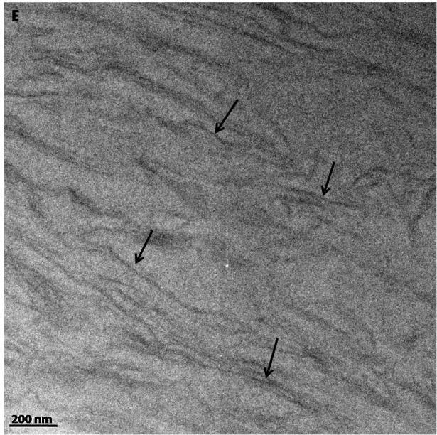 Tot prin spectroscopie Raman a fost investigat si materialul composite PVA-chitosan/GO. Figura 10 prezinta spectrele Raman atat pentru pulberea de GO cat si pentru filme compozite PVAchitosan/GO.
