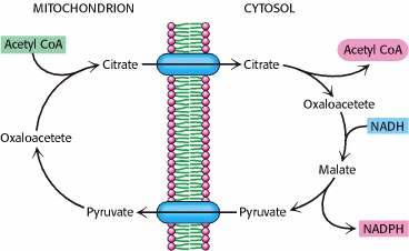 ATSETÜÜLGRUPI TRANSPRT MITKNDRITEST TSÜTSLI Erinevalt atsetüül-coa-st läbib tsitraat mitokondrite membraane: Tsütosoolis lõhustatakse tsitraat tsitraadi lüaasi toimel atsetüül-coa-ks ja