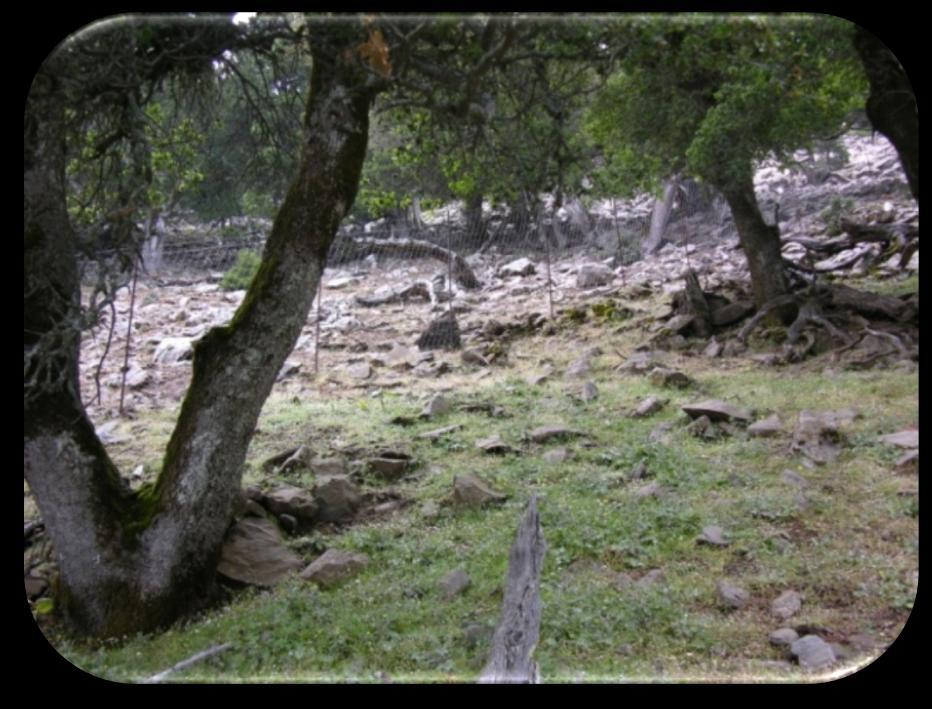 περίφραξθσ. τισ περιπτϊςεισ όμωσ των Bupleurum kakiskalae και Cephalanthera cucullata οι περιφράξεισ είχαν κεαματικά αποτελζςματα.