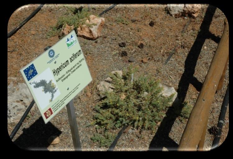 Σα φυτάρια που παριχκθςαν καλλιεργοφνται ςτο Βοτανικό Κιπο του ΜΑΛΧ
