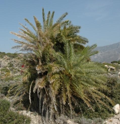 Phoenix theophrasti (Palmae) Φυτό δίοικο (άτομα δθλαδι που φζρουν μόνο αρςενικά ι μόνο κθλυκά άνκθ). Φτάνει ςε φψοσ 10 m, παράγει παραφυάδεσ και εμφανίηει ςυχνά περιςςότερουσ από ζναν κφριουσ κορμοφσ.