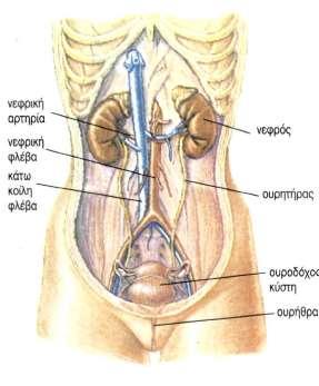 Τα όργανα που αποτελούν την αποχετευτική μοίρα είναι δεξιά και αριστερά: α) οι νεφρικοί κάλυκες, β) η νεφρική πύελος, γ) ο