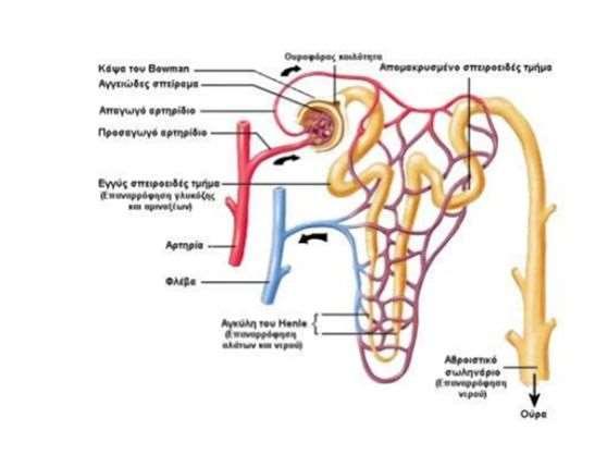 Ουροφόρα σωληνάρια Τα ουροφόρα σωληνάρια αρχίζουν από τη φλοιώδη ουσία με τυφλό άκρο που λέγεται έλυτρο του Bowman και καταλήγουν στη θηλή της νεφρικής πυραμίδας. Έχουν μήκος 5,5 εκ.