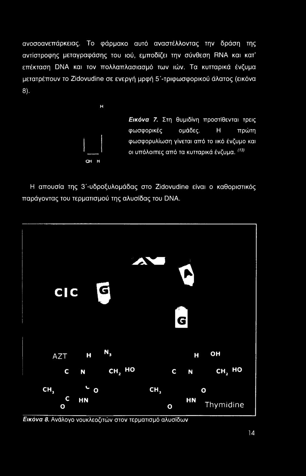 Τα κυτταρικά ένζυμα μετατρέπουν το Zidovudine σε ενεργή μρφή 5'-τριφωσφορικού άλατος (εικόνα 8). Η CH Η Εικόνα 7. Στη θυμιδίνη προστίθενται τρεις φωσφορικές ομάδες.