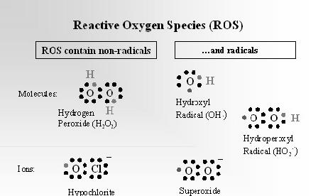 Reaktivni kisikovi spojevi - RKS - aktivni intermedijari kisika: H 2 O 2 (vodikov peroksid) OCl.