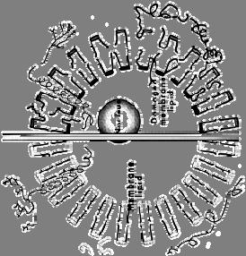 membrana apoptoza alveole tipa I NADPH cit.