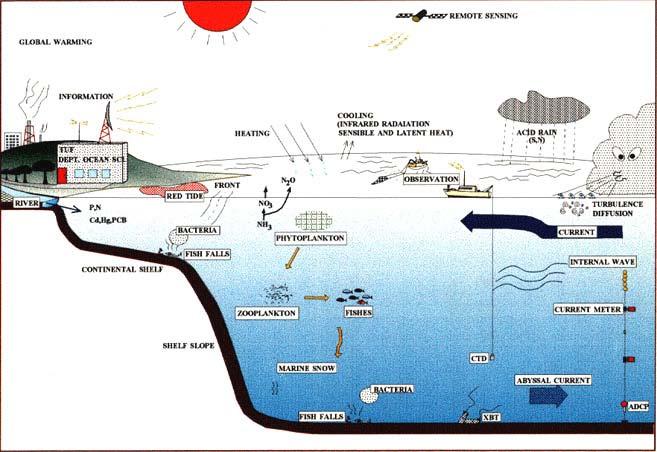 Κατεύθυνση: Περιβαλλοντική Ωκεανογρ αφία Επιστημονικός Υπεύθυνος: Καθηγητής Γεώργιος Φερεντίνος Η Κατεύθυνση αυτή δίνει έμφαση στην παραγωγή επιστημονικών γνώσεων και δεξιοτήτων σε γνωστικά